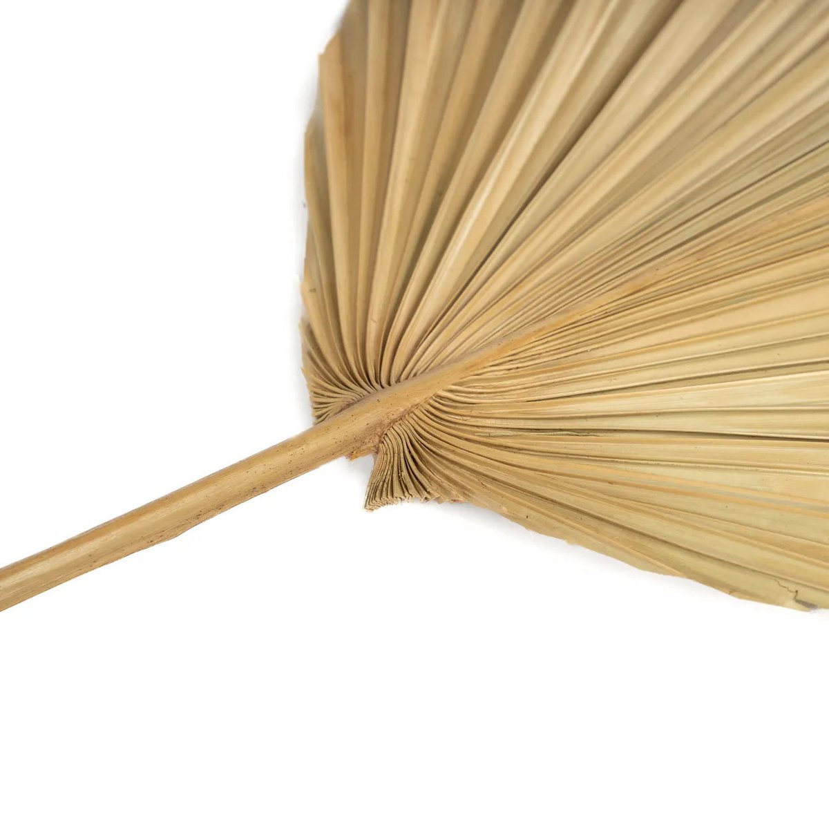 Das Rayung-Blatt – Natur – 4er-Set