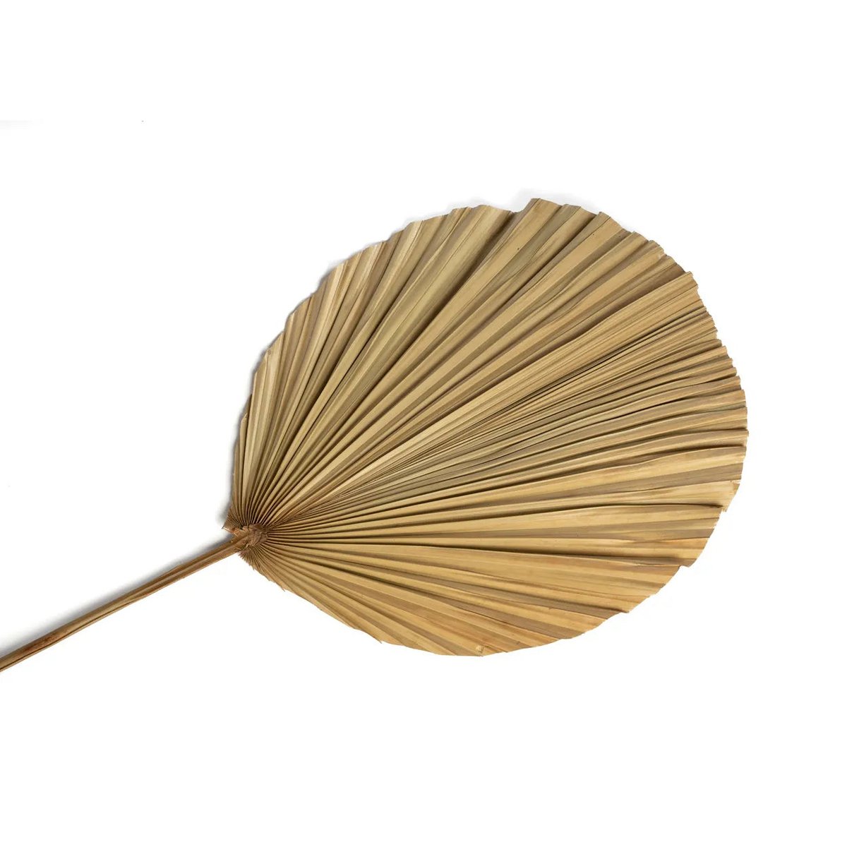 Das Rayung-Blatt – Natur – 4er-Set